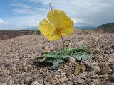 Glaucium squamigerum. Цветущее растение. Казахстан, Сев. Тянь-Шань, сев. подножье гор Торайгыр, левая кромка каньона Чарын, щебнистая пустыня. 24 мая 2016 г.