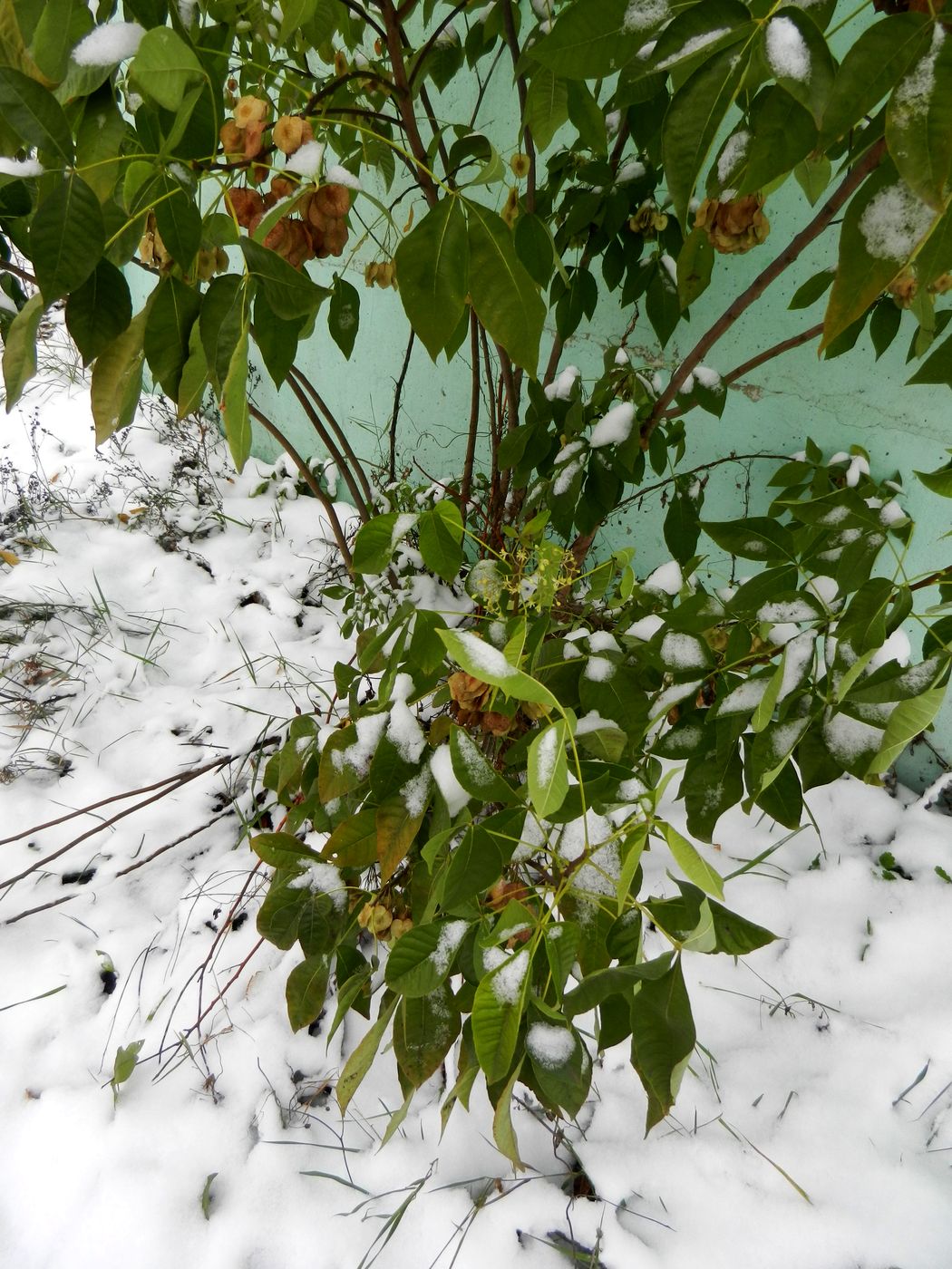 Image of Ptelea trifoliata specimen.