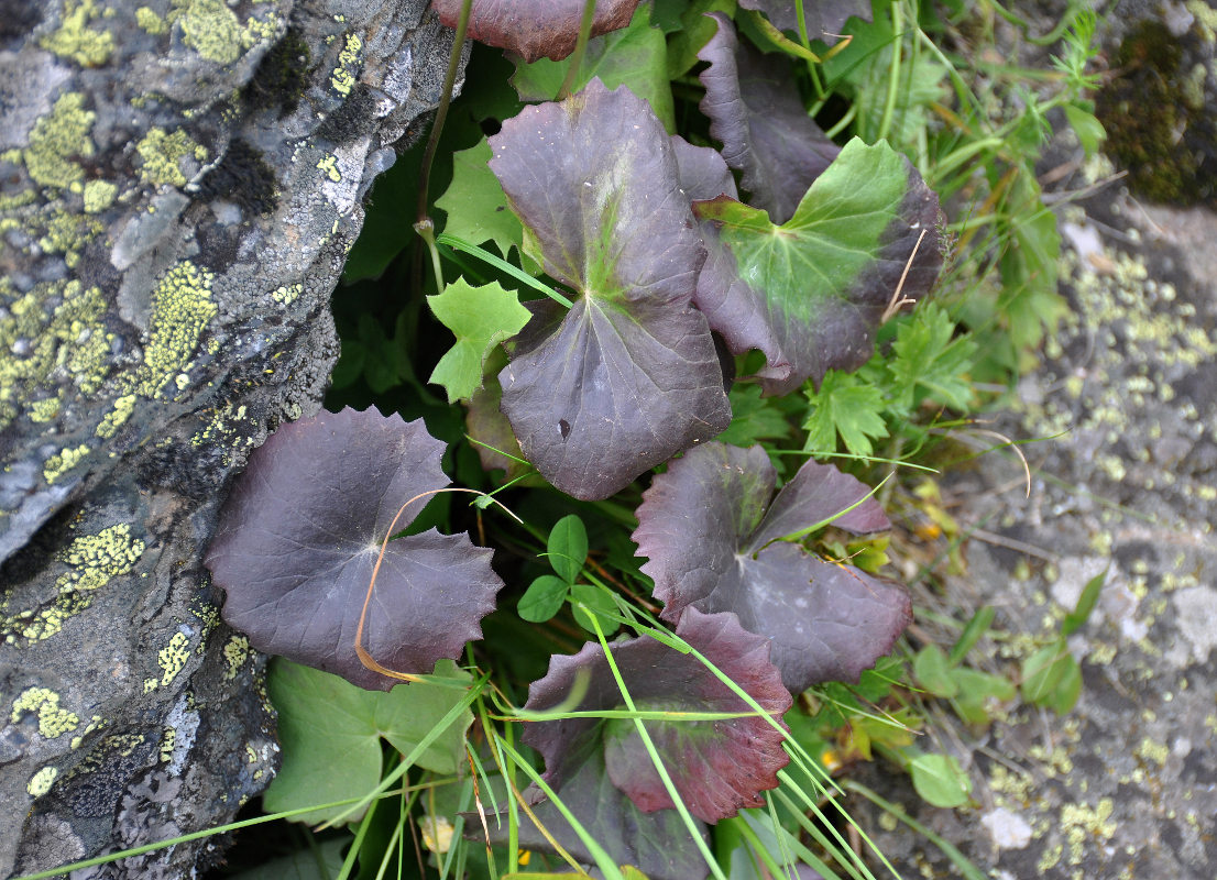 Изображение особи Dolichorrhiza renifolia.