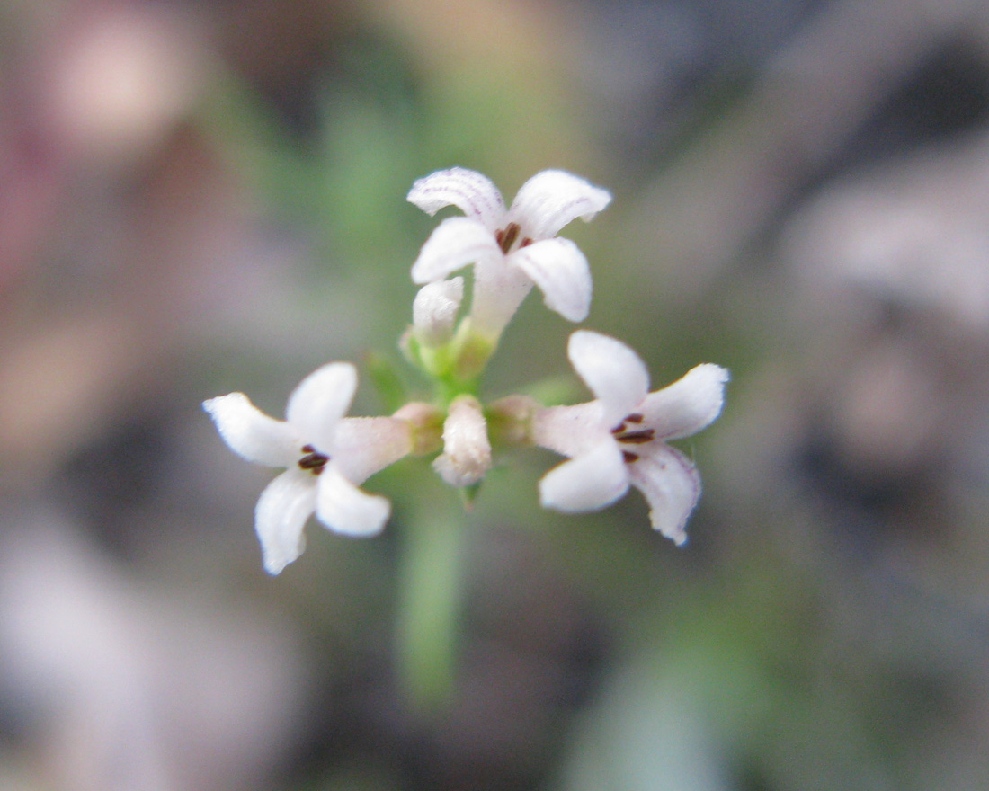 Изображение особи Asperula exasperata.