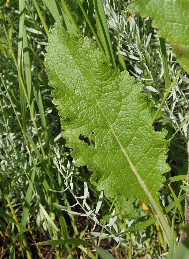 Image of Verbascum ovalifolium specimen.