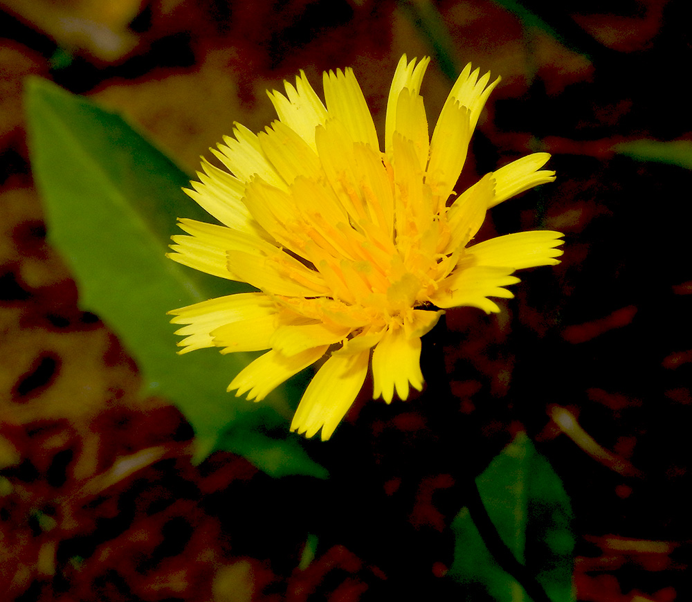 Image of Leontodon hispidus ssp. hastilis specimen.