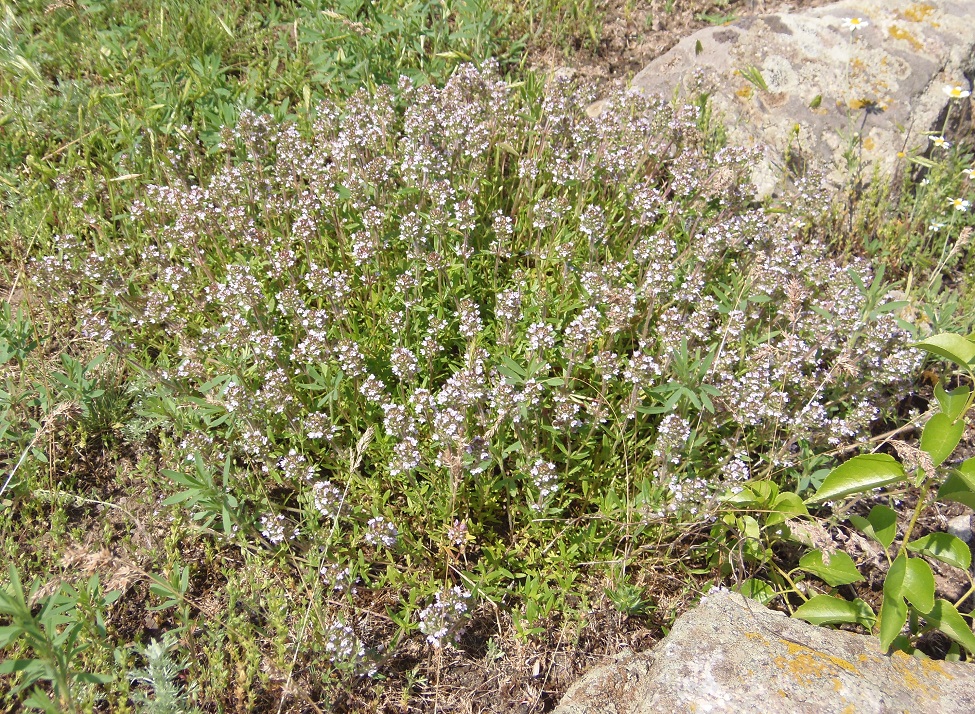 Изображение особи Thymus marschallianus.