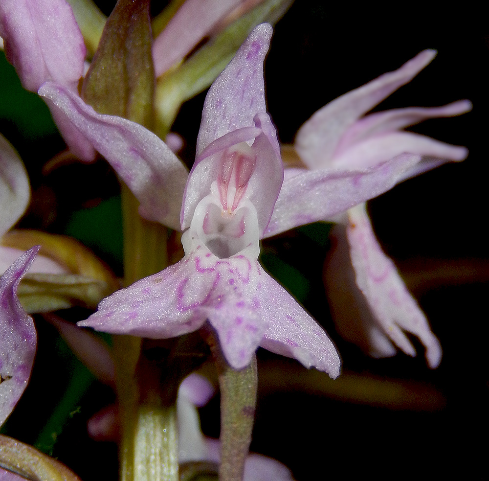 Изображение особи Dactylorhiza urvilleana.