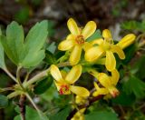 Ribes aureum