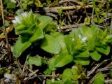 Cerastium glomeratum