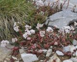 Sedum album