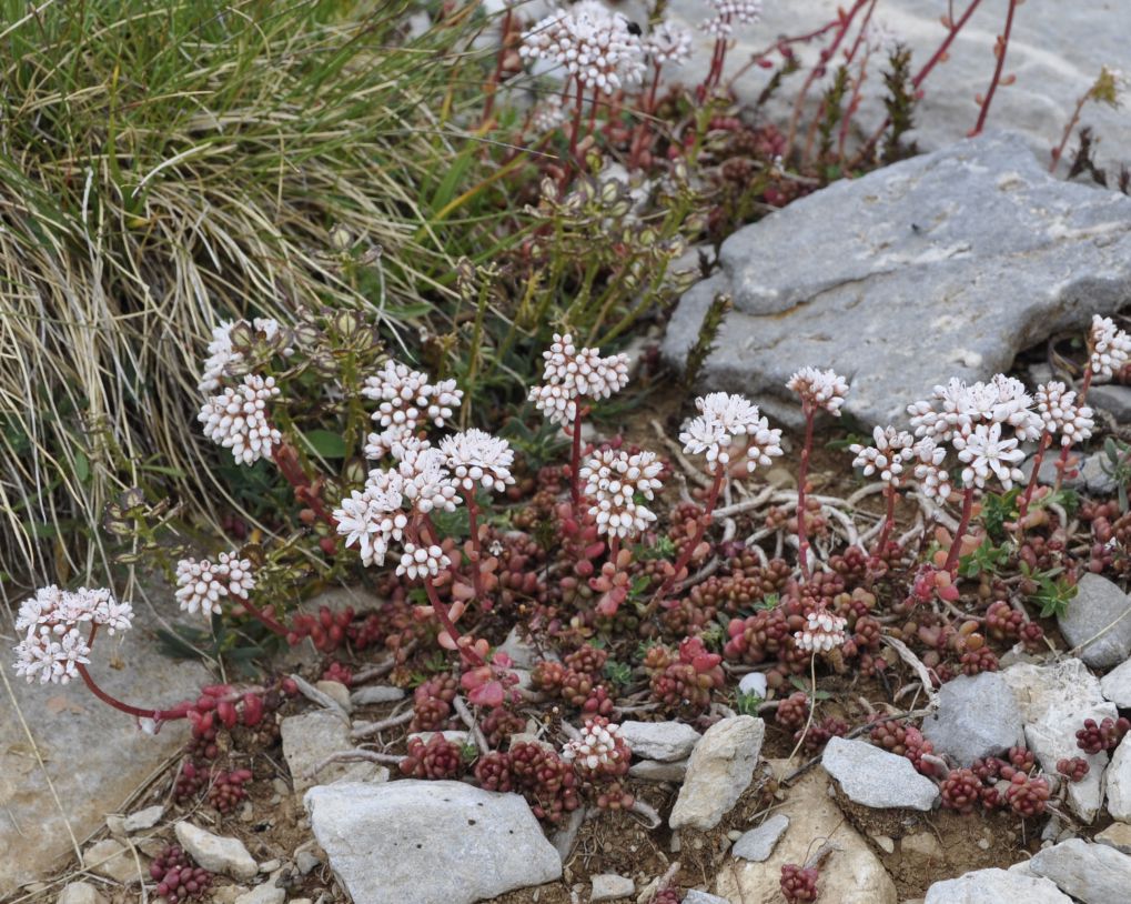 Изображение особи Sedum album.