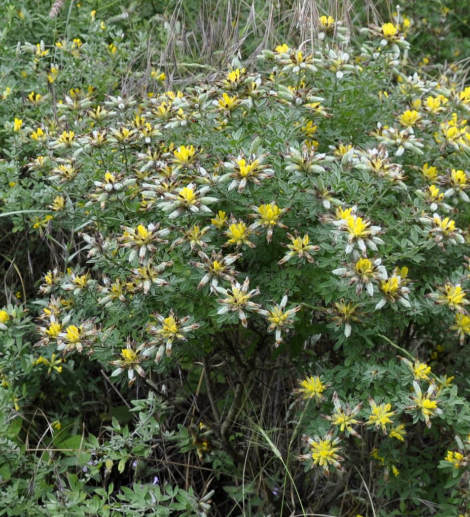 Image of genus Chamaecytisus specimen.