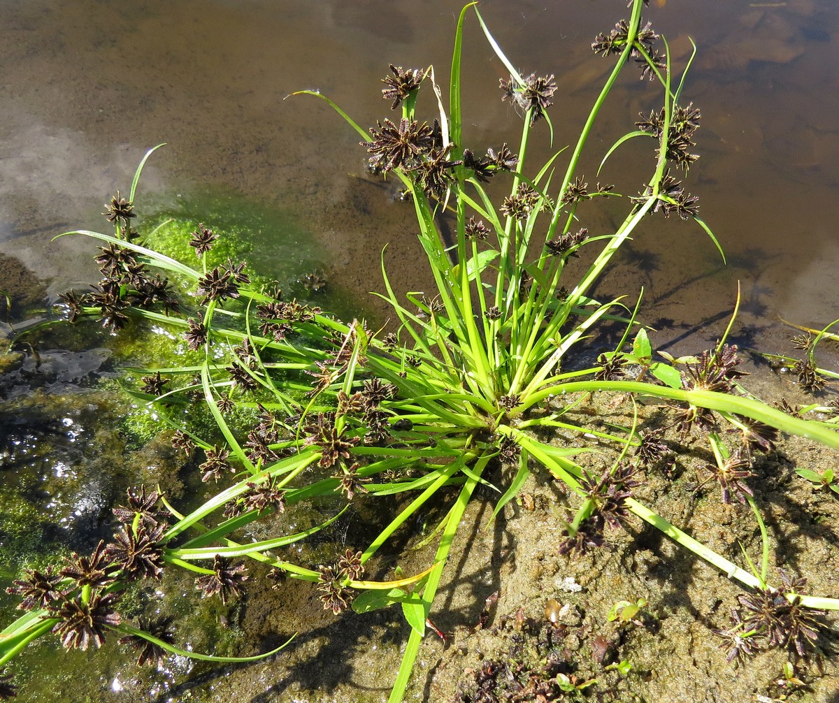 Изображение особи Cyperus fuscus.