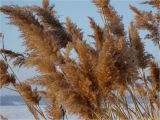 Phragmites australis. Соплодия на верхушках засохших побегов. Украина, Николаевская обл., Николаев, берег реки Южный Буг. 10.01.2017.