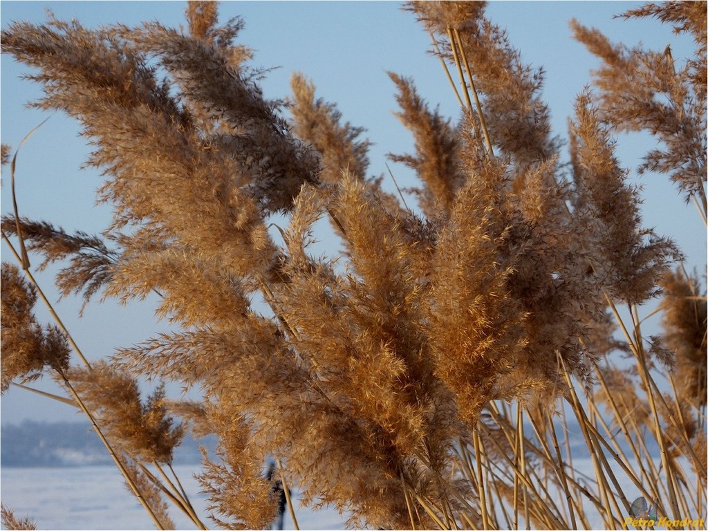 Изображение особи Phragmites australis.