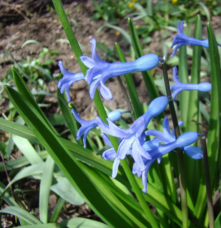 Image of Hyacinthus orientalis specimen.