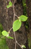 Ostrya virginiana