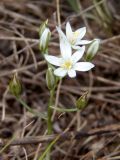 Ornithogalum kochii. Соцветие. Украина, Запорожский р-н, Дурная балка, разнотравная степь. 13.05.2017.