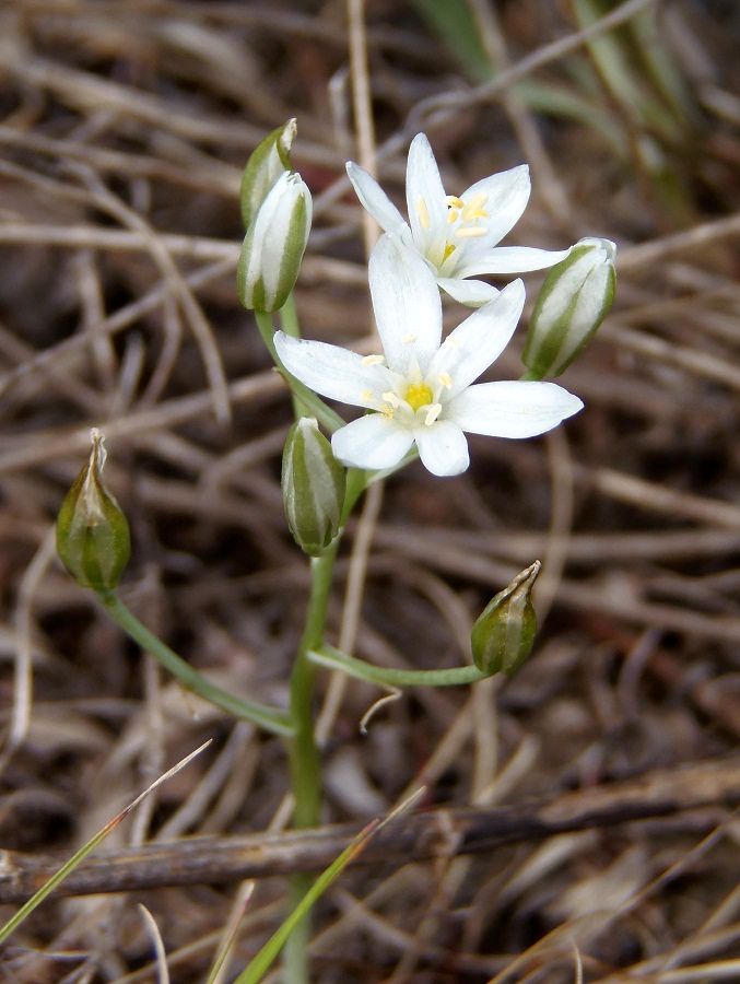 Image of Ornithogalum kochii specimen.