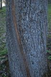 Quercus robur. Нижняя часть ствола с морозобойной трещиной. Башкортостан, Гафурийский р-н, окр. дер. Толпарово, долина р. Зилим, левый берег, склон холма с разреженной дубово-берёзовой рощей и луговым разнотравьем в нижнем ярусе. 8 мая 2017 г.