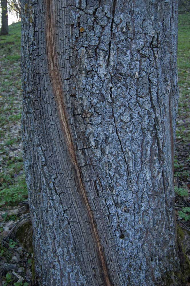 Image of Quercus robur specimen.