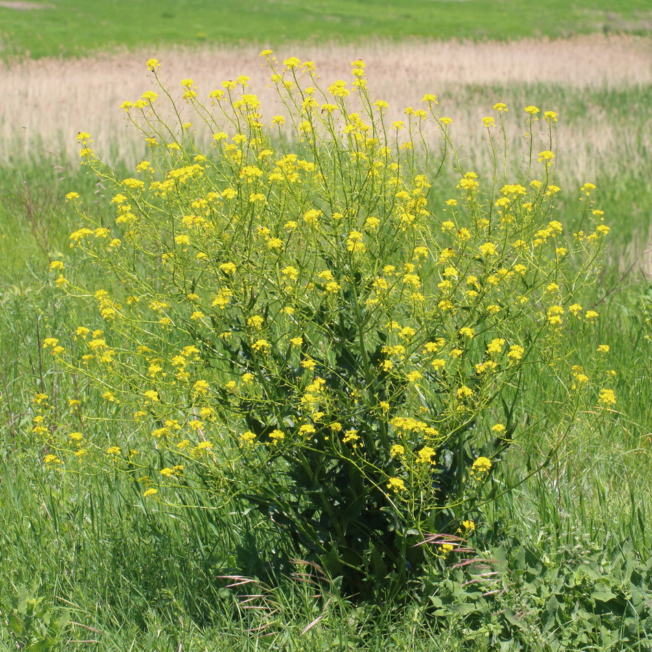 Image of Bunias orientalis specimen.