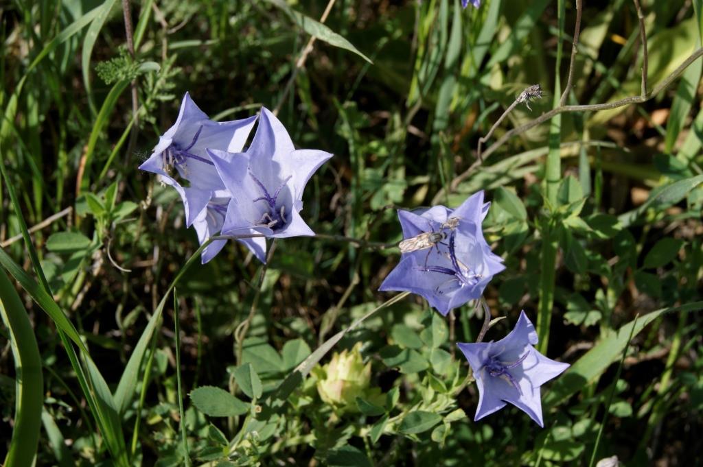 Изображение особи Campanula stevenii.