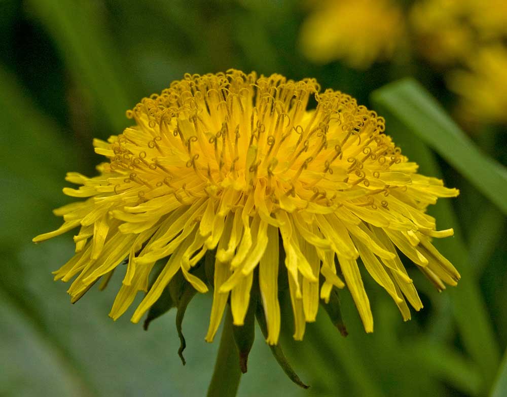 Изображение особи род Taraxacum.