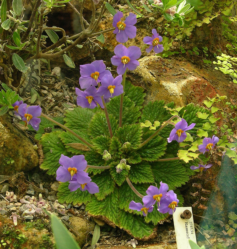 Image of Ramonda myconi specimen.