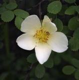 Rosa spinosissima