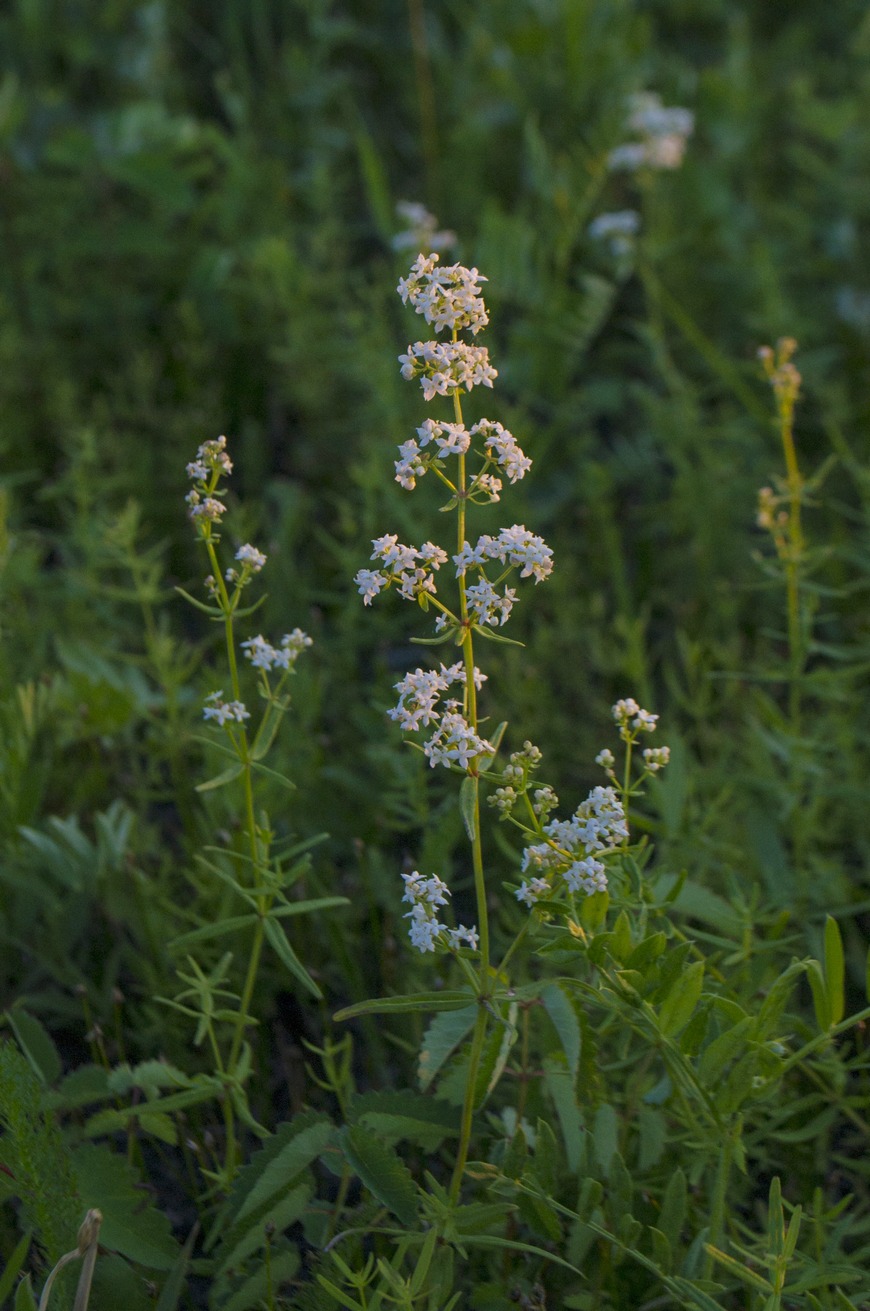 Image of genus Galium specimen.