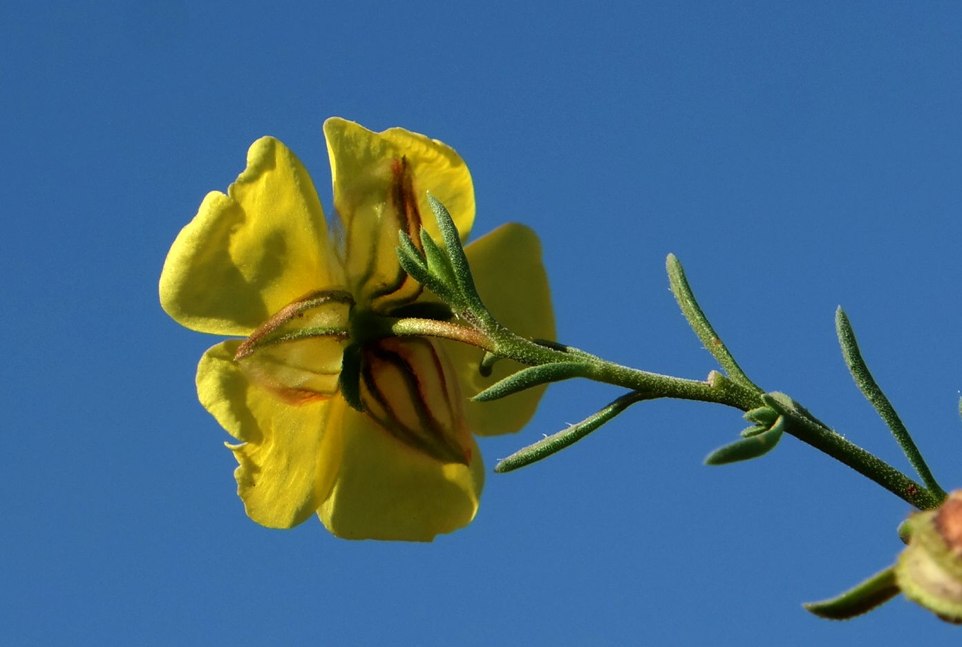 Изображение особи Fumana procumbens.