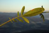 Anthyllis lachnophora