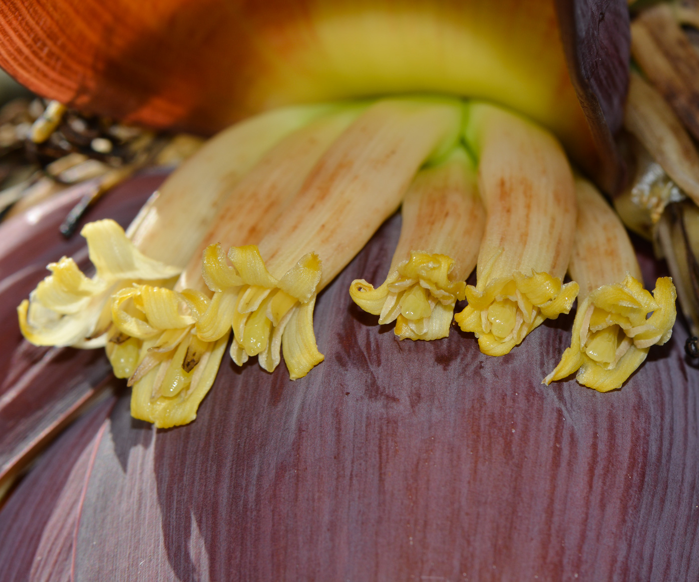 Image of Musa acuminata specimen.