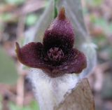 Asarum europaeum