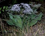 Limonium coriarium