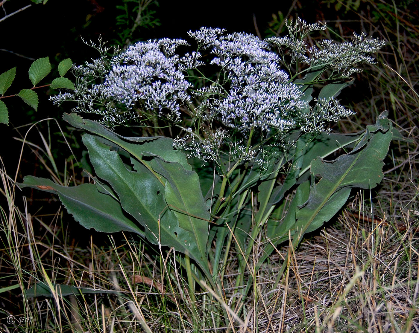 Изображение особи Limonium coriarium.