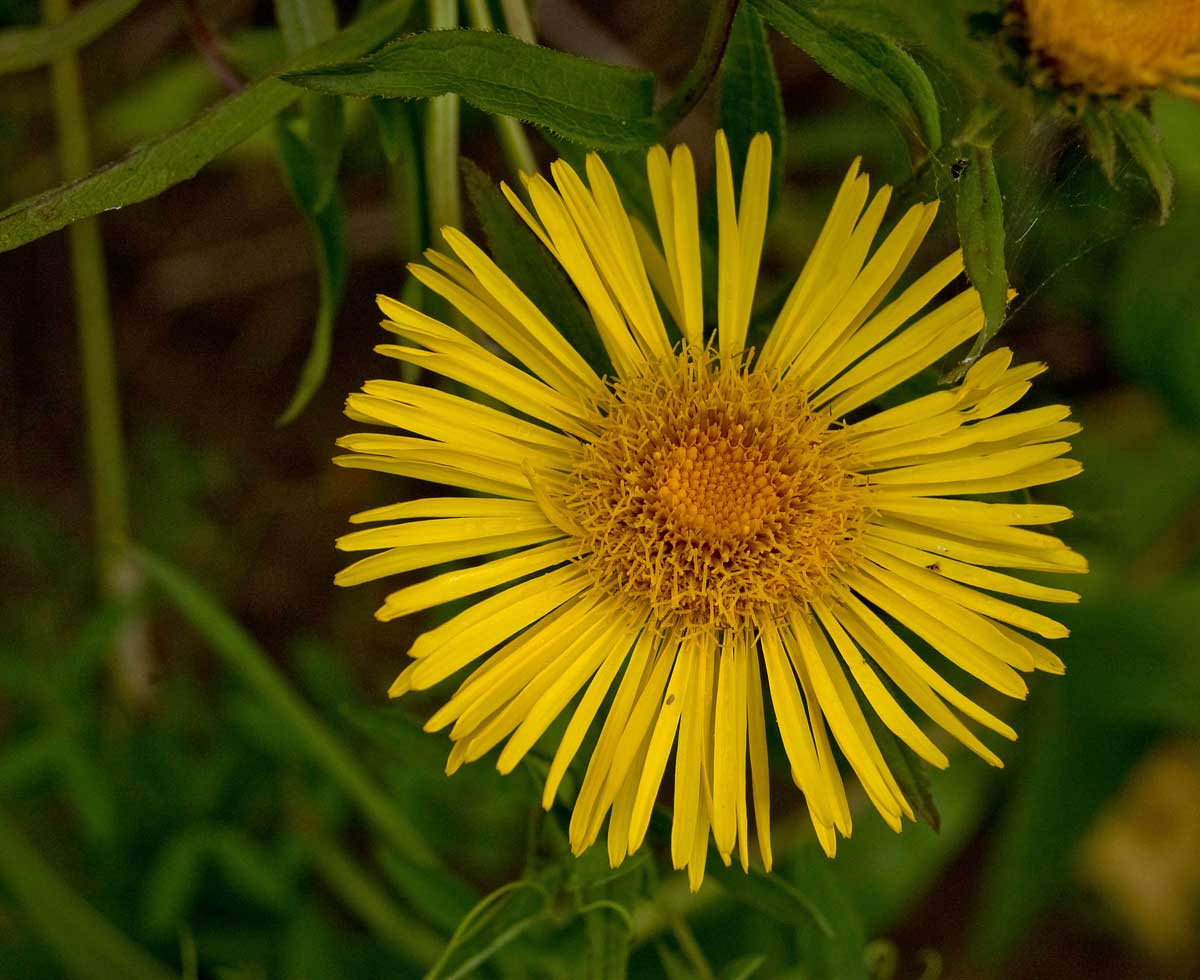 Image of Inula salicina specimen.