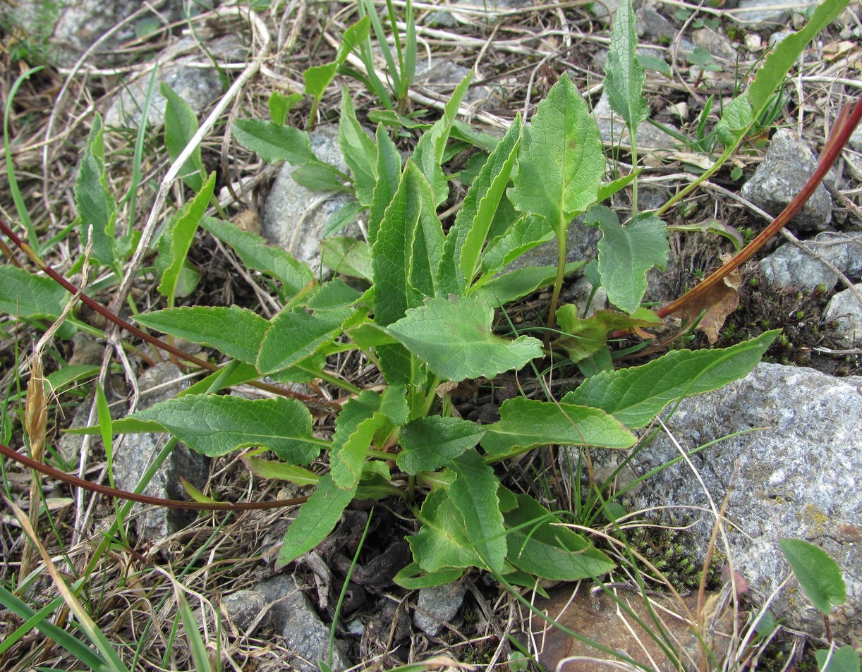 Image of Campanula collina specimen.