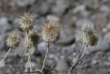 Echinops maracandicus