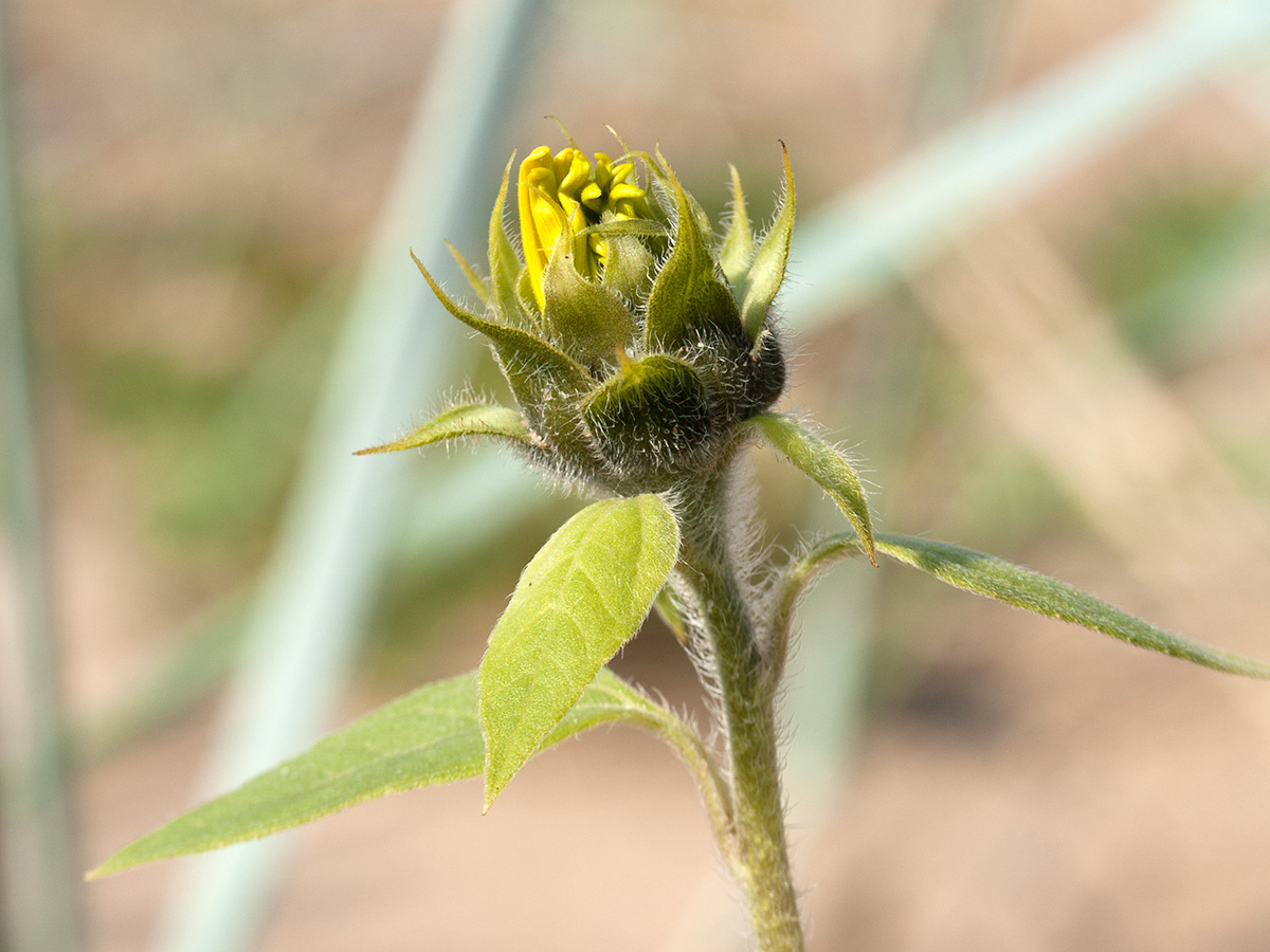 Изображение особи Helianthus annuus.