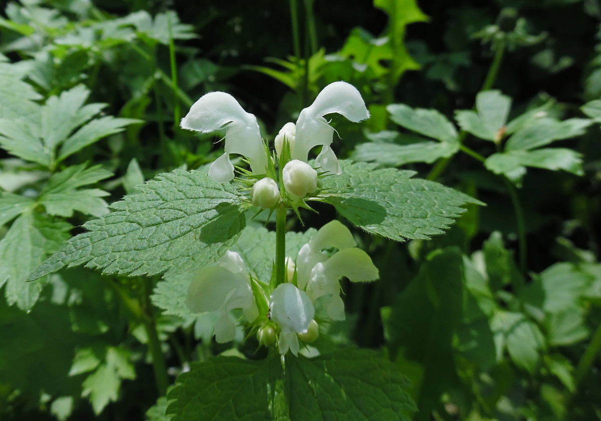 Image of Lamium album specimen.