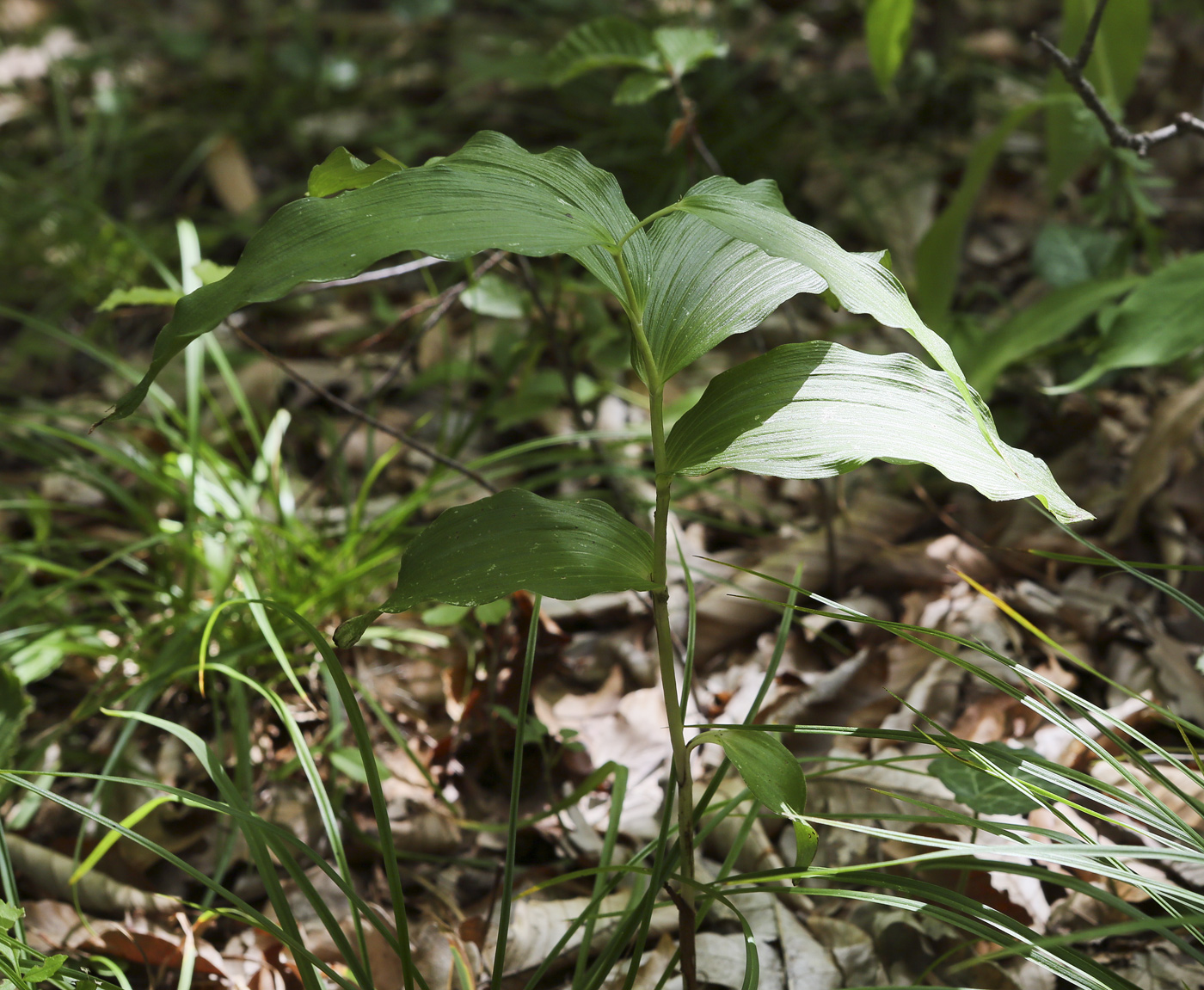 Изображение особи Epipactis helleborine.