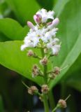 Menyanthes trifoliata. Соцветие. Московская обл., Истринский р-н, Павловская слобода. 12.06.2008.