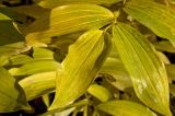 Polygonatum multiflorum