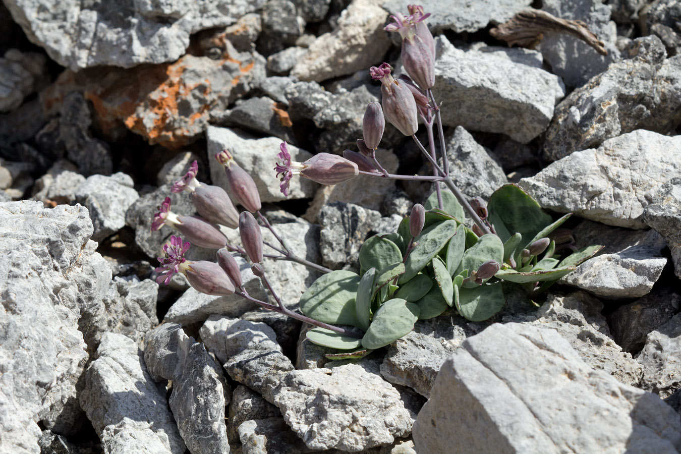 Image of Oberna variegata specimen.