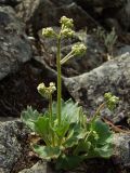 Micranthes punctata. Растение с бутонами. Магаданская обл., окр. г. Магадан, п-ов Старицкого, сопка Марчеканка, сухая крупнокаменистая россыпь. 26.06.2016.