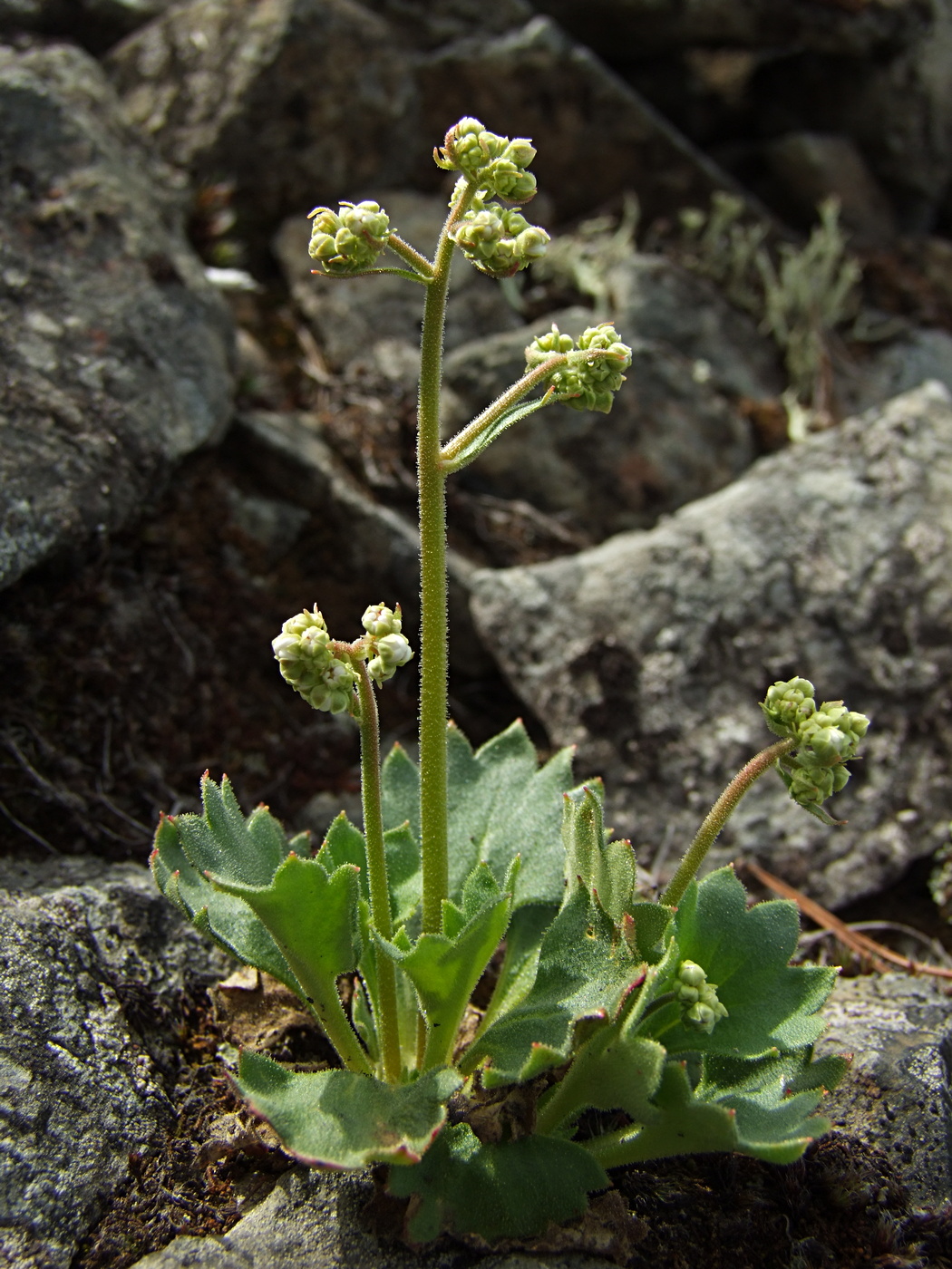 Изображение особи Micranthes punctata.