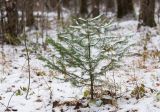 Abies sibirica. Молодое растение. Кировская обл., окр. г. Кирово-Чепецк, берег старичного оз. Чёрное. 17.11.2017.