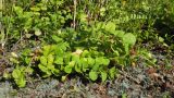 Lysimachia nummularia