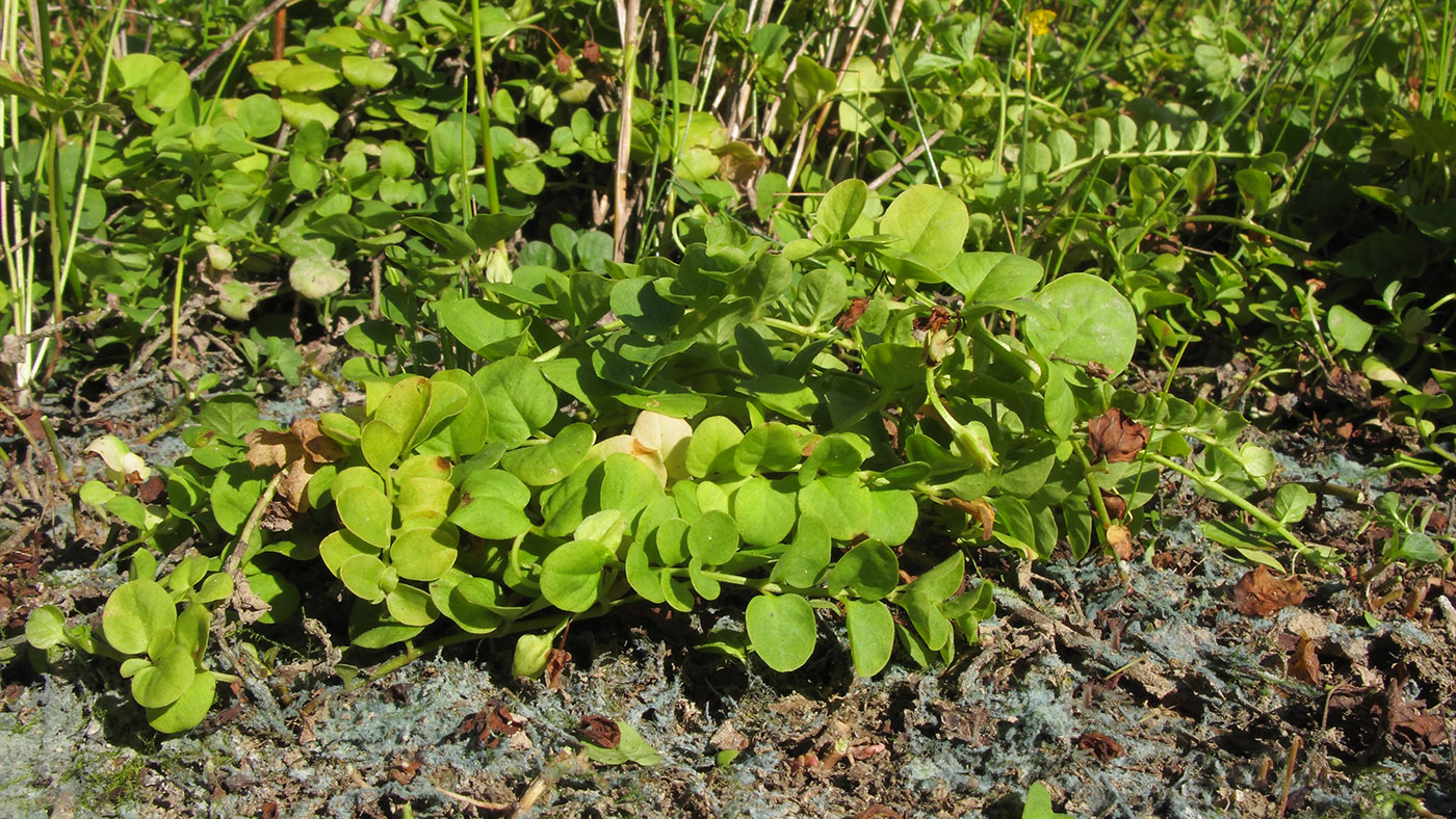 Image of Lysimachia nummularia specimen.