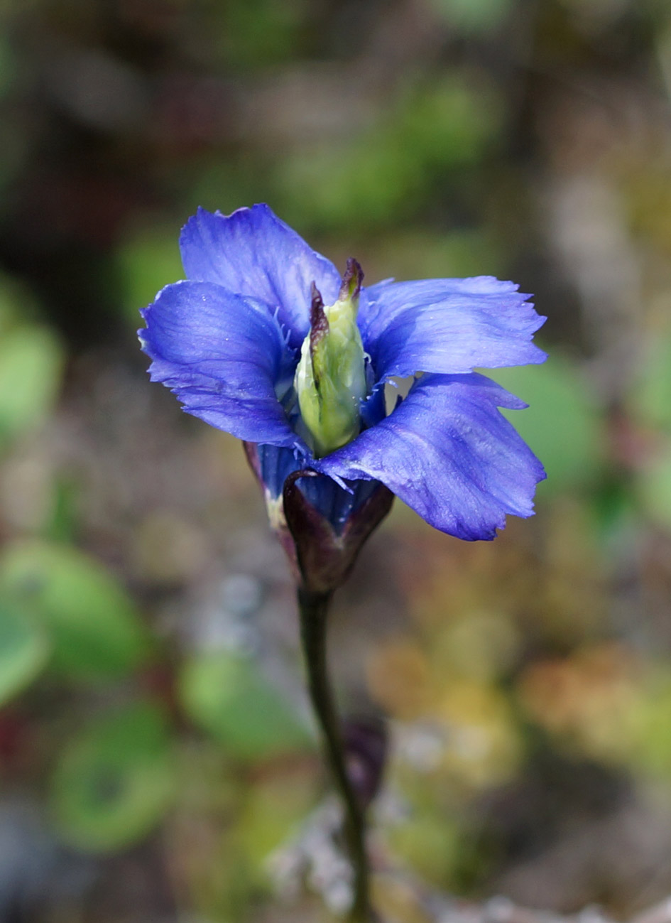 Image of Gentianopsis barbata specimen.