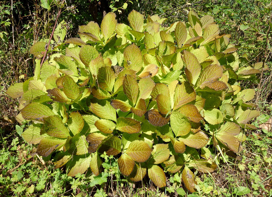 Image of Chloranthus quadrifolius specimen.